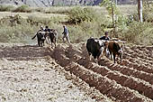 Agriculture in Peruvian puna